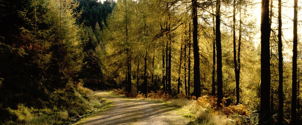 sunlight through conifers along woodland path 