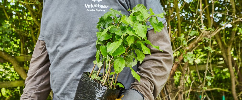 Volunteer with sapling
