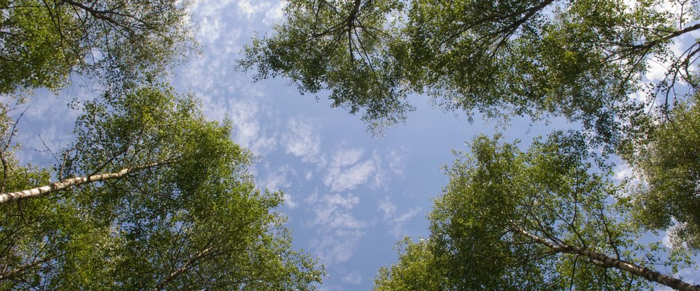 Tree canopy with blue skies 