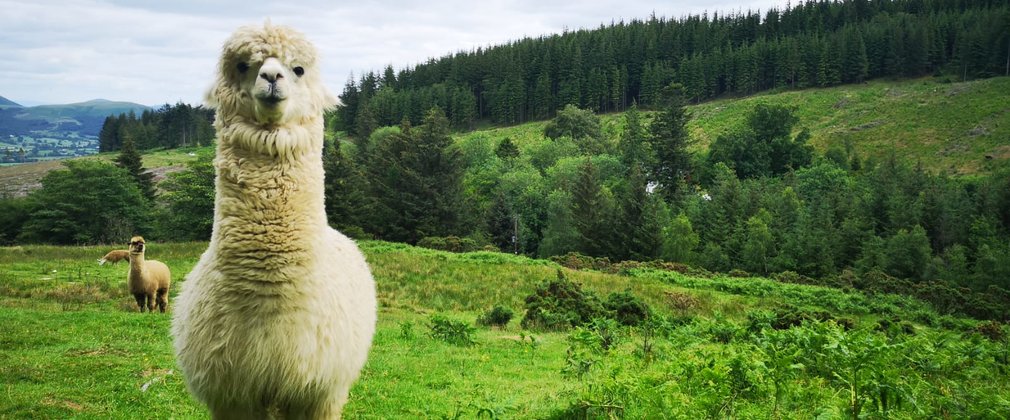 White alpaca on top of a forest hill at Whinlatter