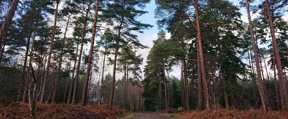 Bedgebury Forest - pines and trail