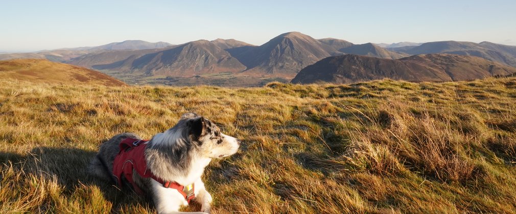 Dog looking out across sunny grass with mountains in background