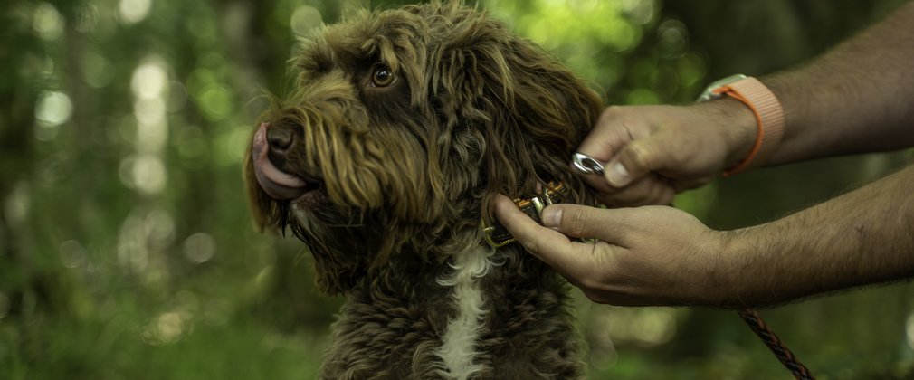 A brown dog being clipped onto a lead