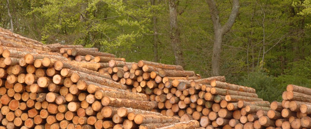 Timber stacked in piles in the Forest
