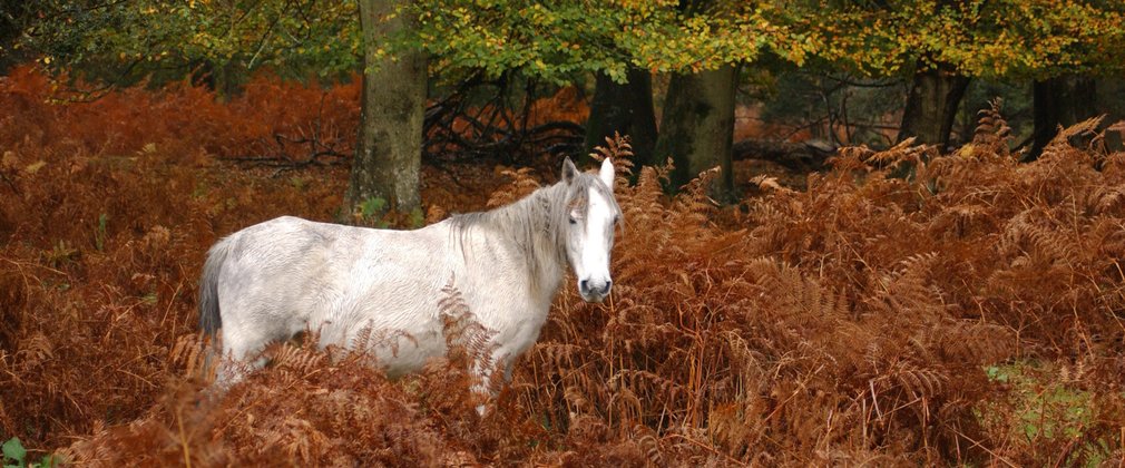 White pony within rust orange shrubs
