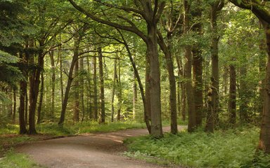 Winding path through the mature woodland 