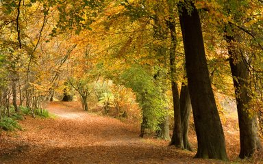Autumn colour in a mature beech wood