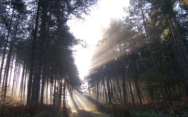 Conifer trees with light beams shining through from the sunrise