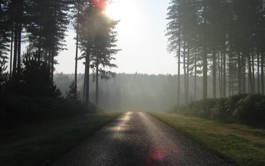 Sunrise in a conifer forest 
