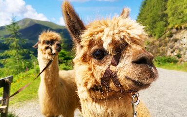 Alpacas looking majestic on sunny day in Whinlatter Forest 