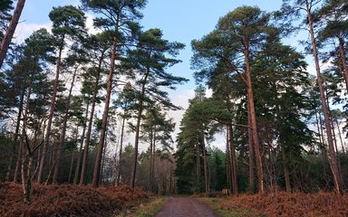 Bedgebury Forest - pines and trail
