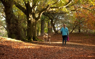 Dog walking in autumn among leaves 