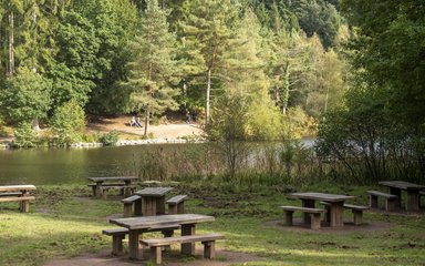 Lakeside benches in a forest