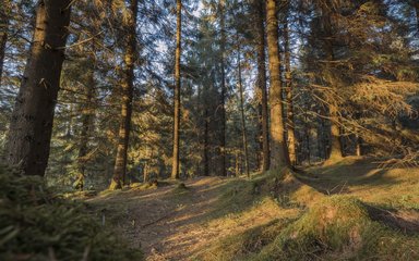 Mossy woodland path