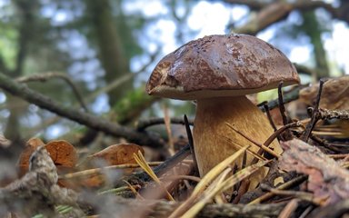 A mushroom in the leaf litter