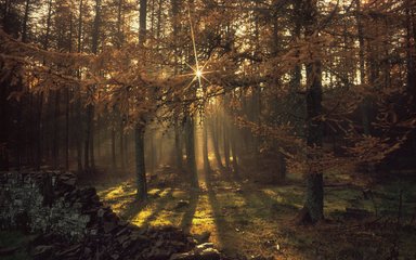 Sun shining through autumnal forest