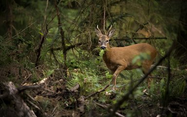 Roe deer male in a woodland