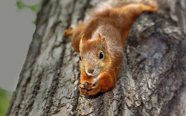 Red squirrel clinging to a branch