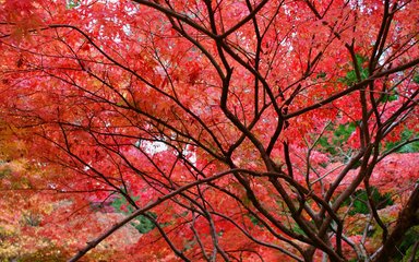 Red autumnal leaves in a tree