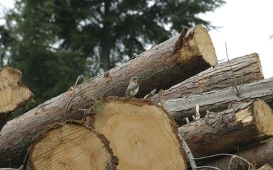 Wheater bird on logs
