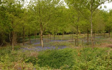 Bluebells under young trees