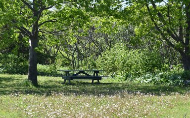 Picnic Bench in the Forest