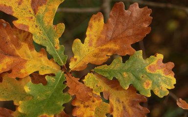 Close up of oak leaf 